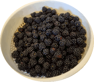 Brombeerernte